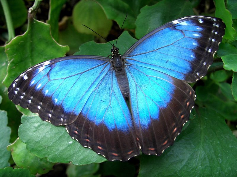 zoo_tycoon_profile__menelaus_blue_morpho_butterfly_by_bonnerscar_df4zz2s-fullview