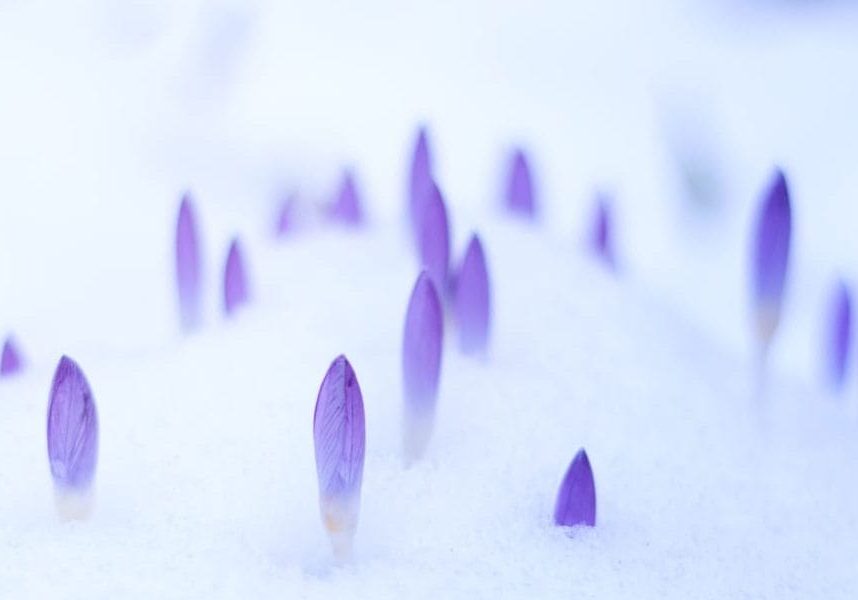 Flower in Snow Flower in Snow