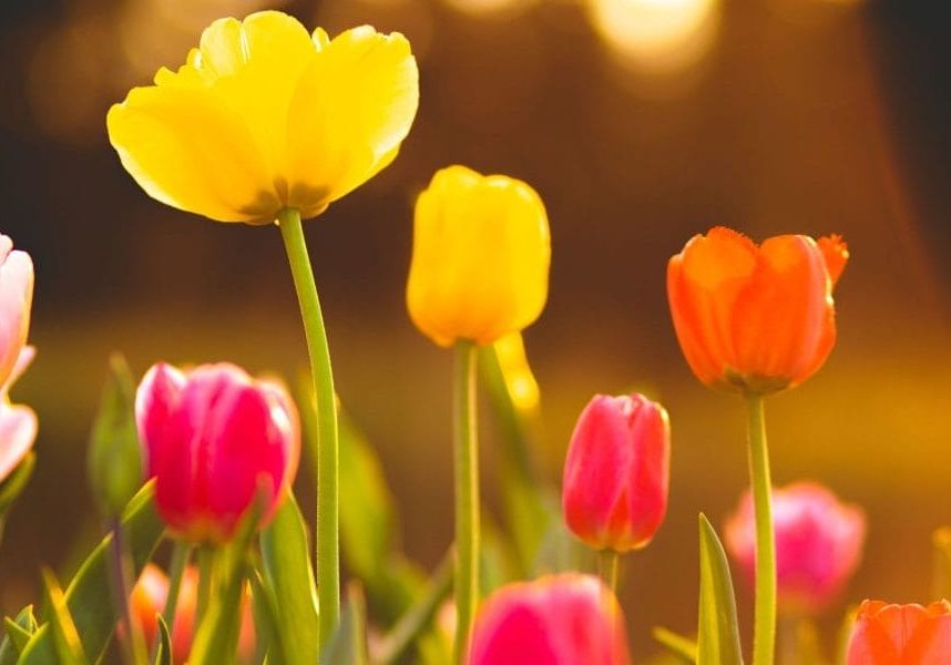 tulips tulips