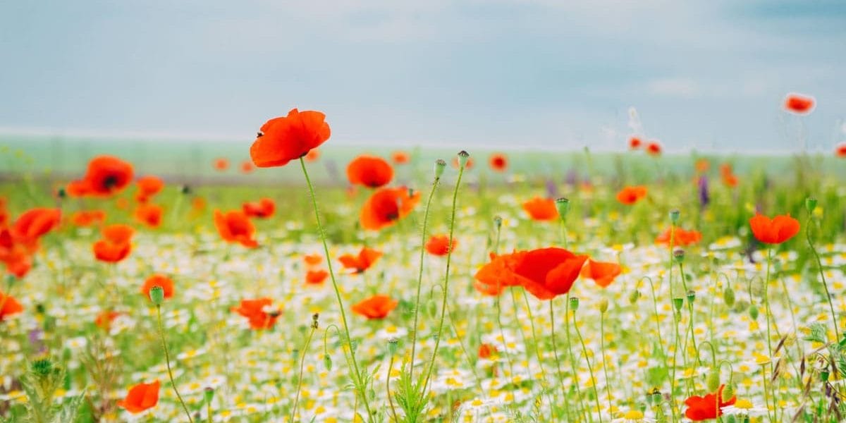 fields of flowers