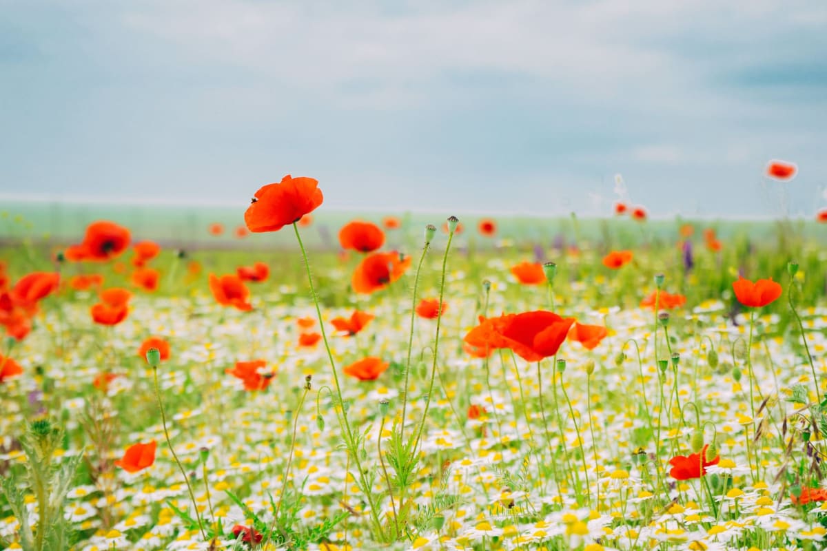 fields of flowers