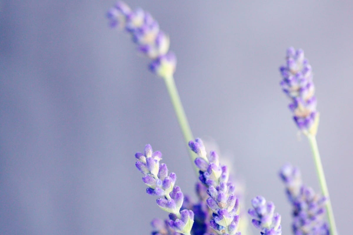 purple flower