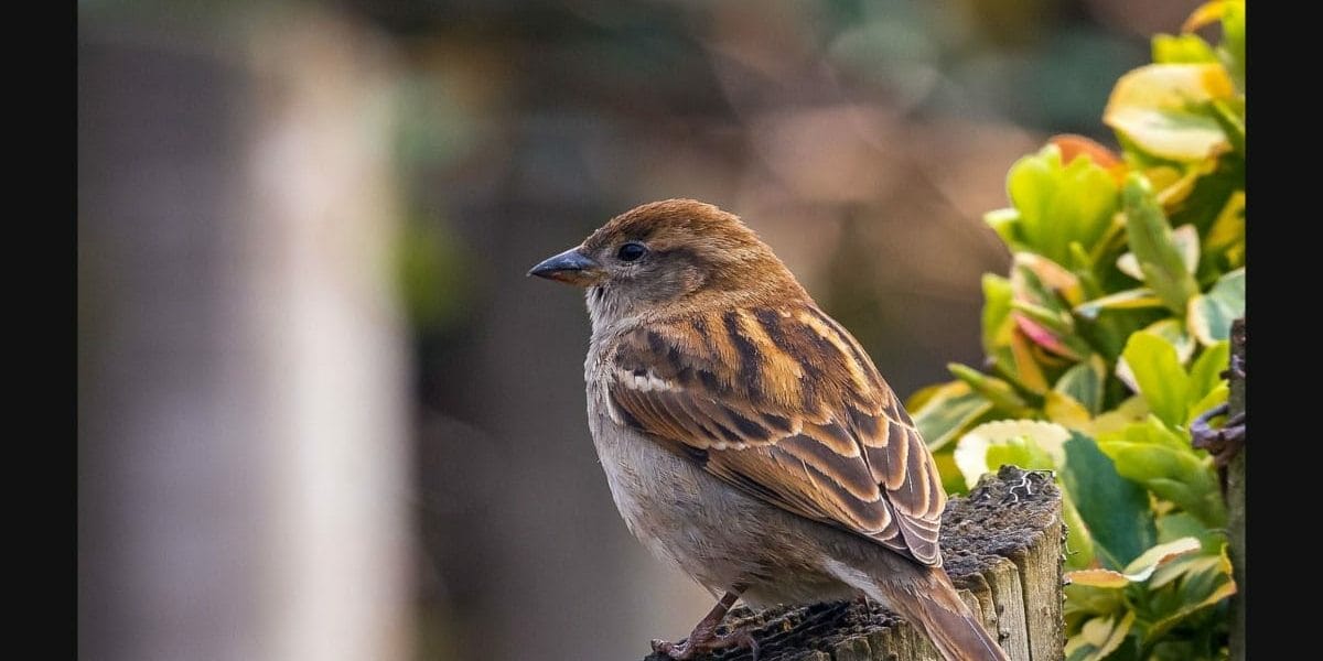 sparrow 4