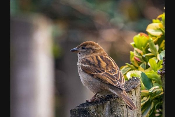 sparrow 4